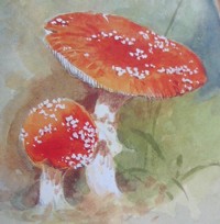 Redtoadstool_3