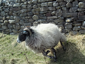 Sheep_1