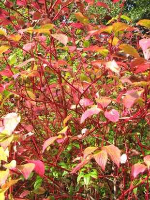 Reddogwood_1