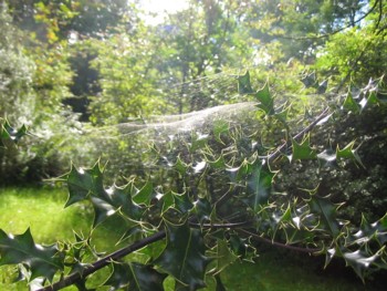 Cobweb_1