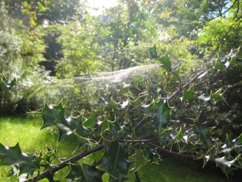 Cobweb_1