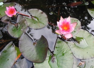 Waterlily_1