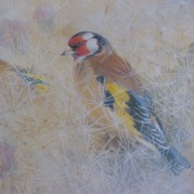 Goldfinch_2