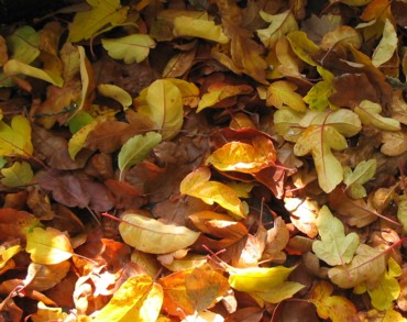 Leaves_1