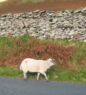 Sheepinroad_1