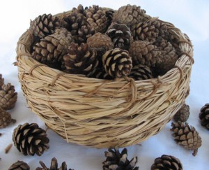 Pinecones_1