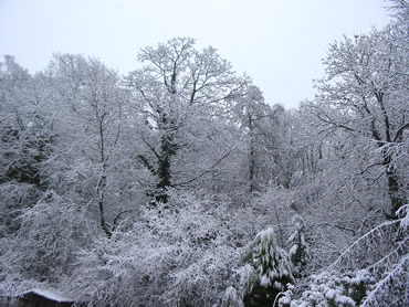 Snowtrees_1