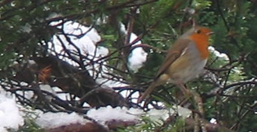 Robintree_1
