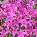 Azpink_1
