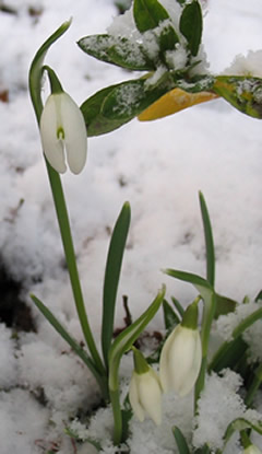 Snowdrops_1