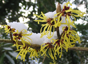 Witchhazel_1