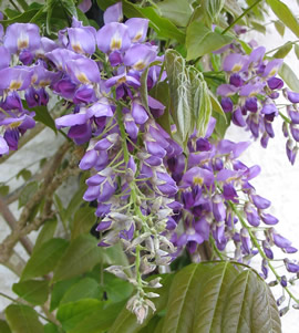 Wisteria_2