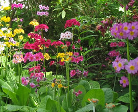 Japaneseprimula_1