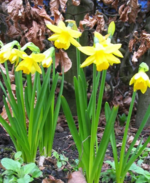 Daffs_1