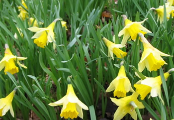 Lentlily_1 Lentlily_1
