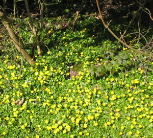 Celandine2_1 Celandine2_1