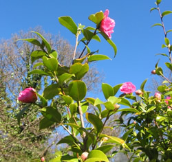 Camelia_1 Camelia_1