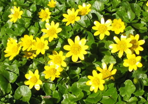Celandine1_1 Celandine1_1
