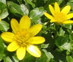 Celandine3_1 Celandine3_1
