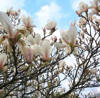 Magnolia_1