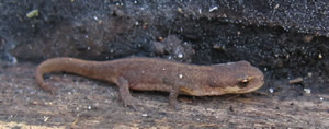 Newt2_1