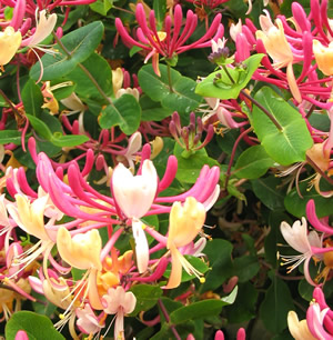 Honeysuckle_1