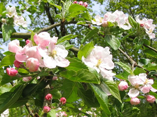 Appleblossom_2