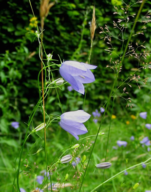 Harebell5_1