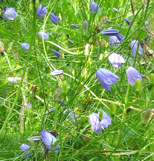 Harebell4_1