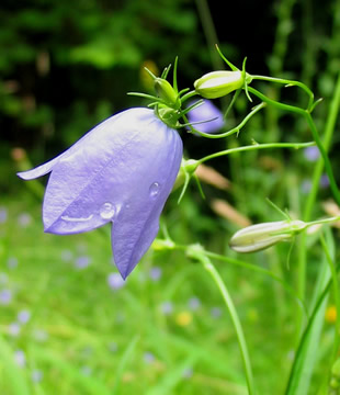 Harebell2_1