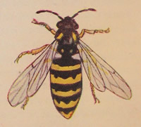 Wasp1_1
