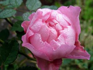 Rose5_1