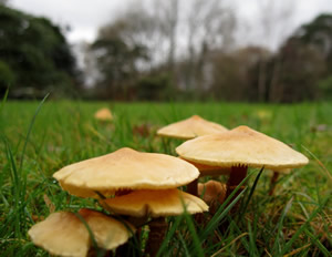 Toadstools_1