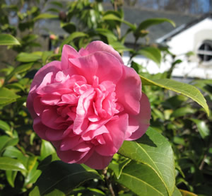 Camellia_1