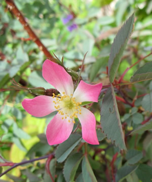 Rosa rugosa_1