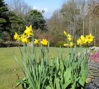 Daffs_1