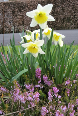 Daffs3_1