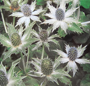 Eryngium_1