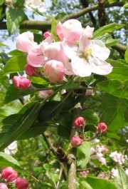 Blossomapple_1