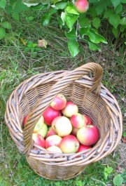 Fruitbasket_1