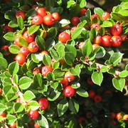 Cotoneaster_2